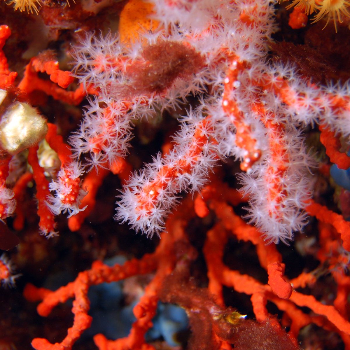 Museo del Corallo - Biologia · Sistema Museale della Città di Alghero