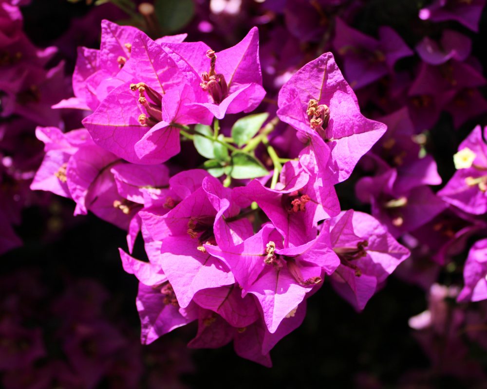 GIARDINO(1)